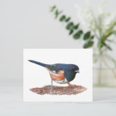 Carte Postale Towhee (Debout devant)