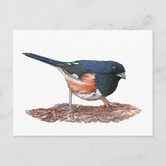 Carte Postale Towhee (Devant)