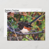 Carte Postale Towhee orientale (Devant / Derrière)