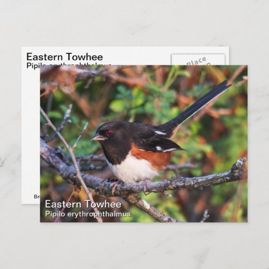Carte Postale Towhee orientale (Devant / Derrière)