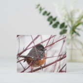 Carte Postale Towhee tacheté (Debout devant)