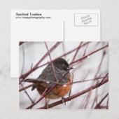 Carte Postale Towhee tacheté (Devant / Derrière)