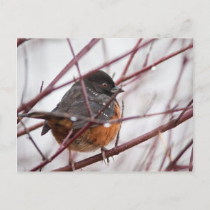 Carte Postale Towhee tacheté