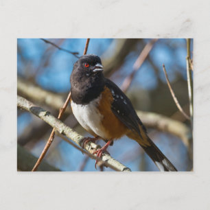 Carte Postale Towhee tacheté