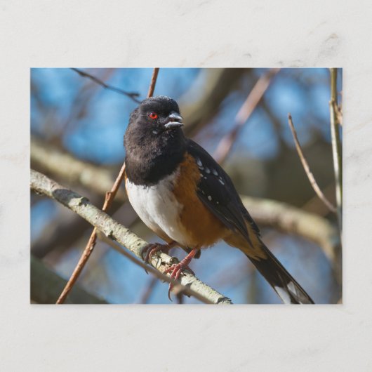 Carte Postale Towhee tacheté (Devant)