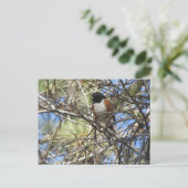 Carte Postale Towhee tachetée (Debout devant)