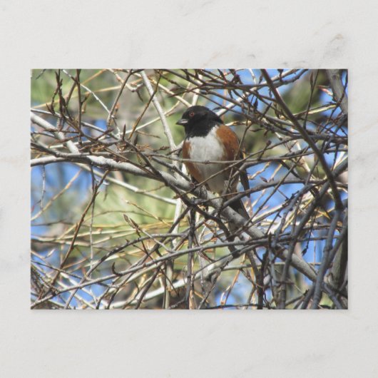 Carte Postale Towhee tachetée (Devant)