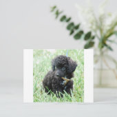 Carte Postale Toy Poodle Puppy (Debout devant)