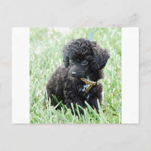 Carte Postale Toy Poodle Puppy (Devant)