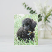 Carte Postale Toy Poodle Puppy (Debout devant)