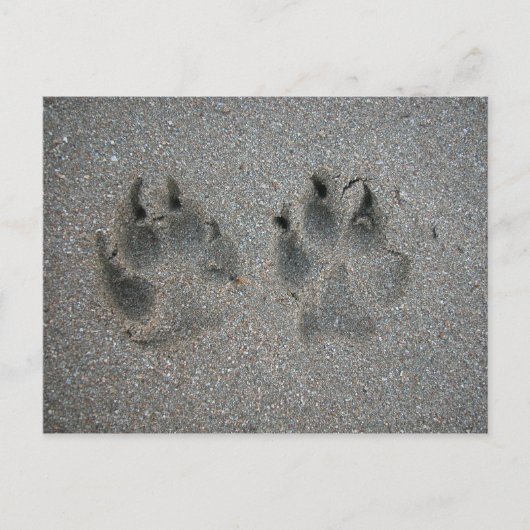 Carte Postale Traces de chien dans le sable (Devant)