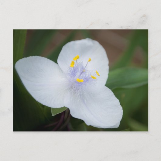 Carte Postale Tradescantia Andersoniana 'Osprey' Fleur (Devant)