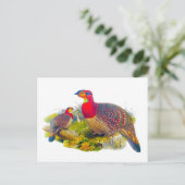 Carte Postale Tragopan à ventre gris (Debout devant)