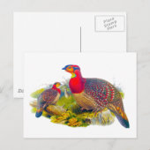 Carte Postale Tragopan à ventre gris (Devant / Derrière)