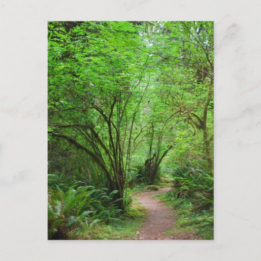 Carte Postale Trail dans Redwood Forest (Devant)