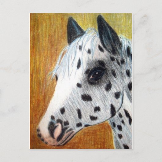 Carte Postale "Trail Ride" Appalloosa Horse (Devant)