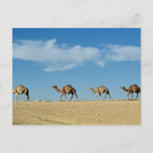 Carte Postale Train à chameaux