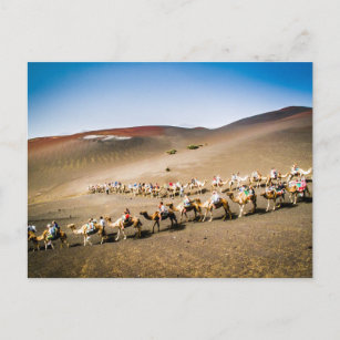 Carte Postale Train à chameaux à Lanzarote