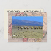 Carte Postale Train à chameaux traversant le désert du Sahara (Devant / Derrière)