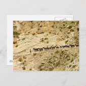 Carte Postale Train Havasu Canyon Pack (Devant / Derrière)