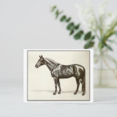 Carte Postale Trakehner Stallion (Debout devant)