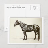 Carte Postale Trakehner Stallion (Devant / Derrière)