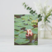 Carte Postale Tralee Bay Lilly (Debout devant)