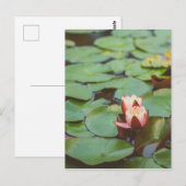 Carte Postale Tralee Bay Lilly (Devant / Derrière)