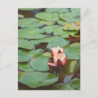 Carte Postale Tralee Bay Lilly