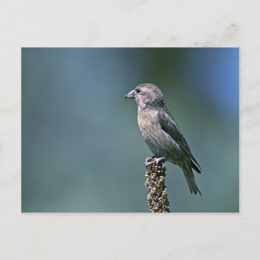 Carte Postale Tranche rouge (Devant)