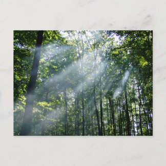 Carte Postale Tranquillité brumeuse