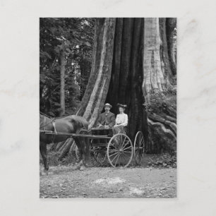Carte Postale Transport dans l'arbre creux