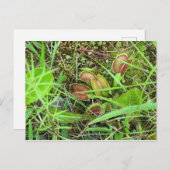 Carte Postale Traps de mouches de Venus (Devant / Derrière)