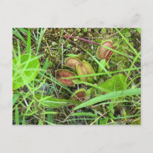 Traps de mouches de Venus