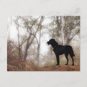 Carte Postale Travailler le Scooby de chien au travail Conservat