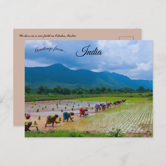 Carte Postale Travailleurs dans une rizière en Odisha Inde (Devant / Derrière)