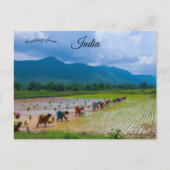 Carte Postale Travailleurs dans une rizière en Odisha Inde (Devant)