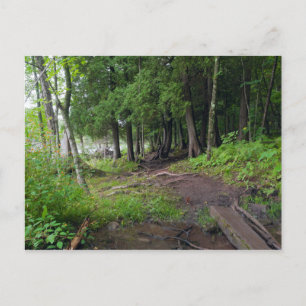 Carte Postale Traversée de la forêt à travers le parc Jay Cooke