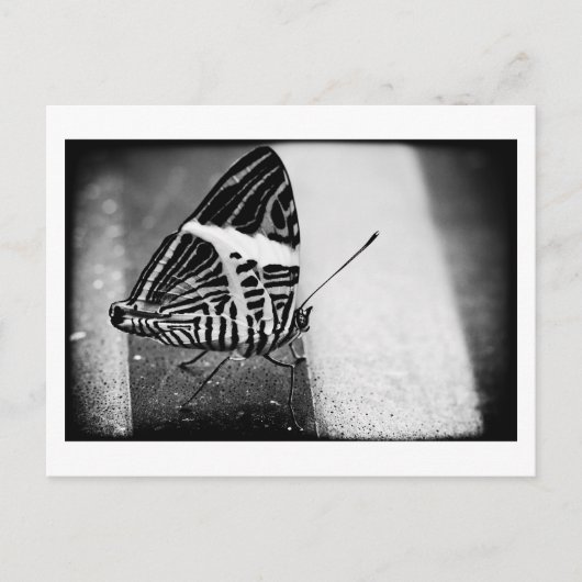 Carte Postale traversée de papillon (Devant)