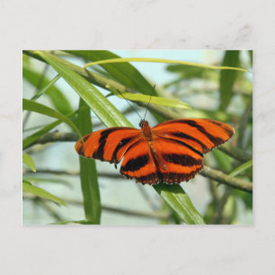 Carte Postale Traversée - Papillon Heliconien orange bagué