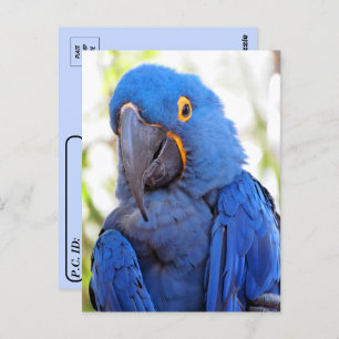 Carte Postale Traversée - Photo d'une Macaw bleue et or