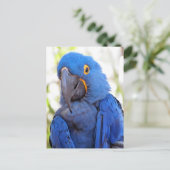 Carte Postale Traversée - Photo d'une Macaw bleue et or (Debout devant)