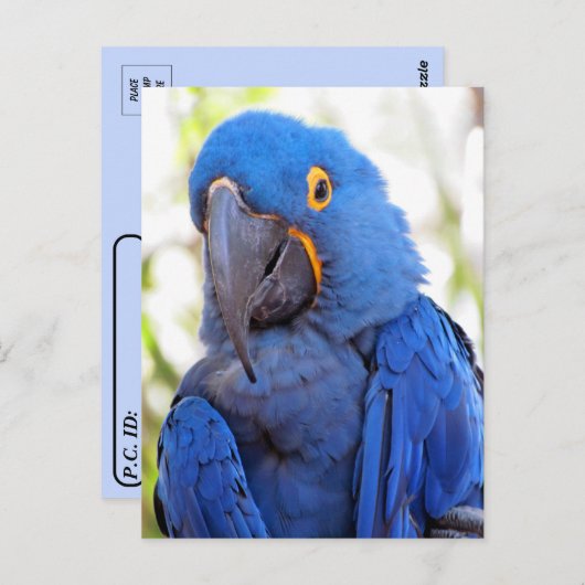 Carte Postale Traversée - Photo d'une Macaw bleue et or (Devant / Derrière)
