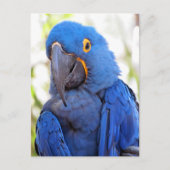 Carte Postale Traversée - Photo d'une Macaw bleue et or (Devant)