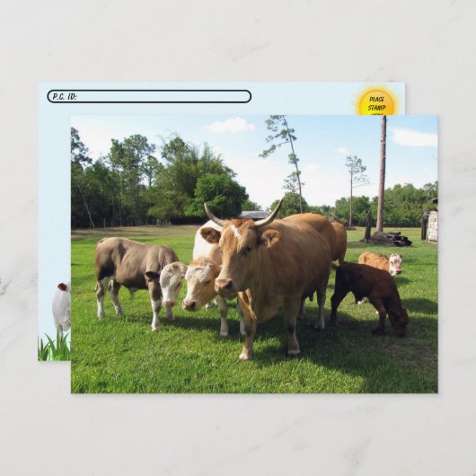 Carte Postale Traverser des tas de vaches et quelques petites ta (Devant / Derrière)