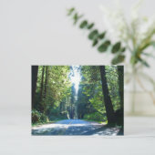 Carte Postale Traverser la forêt à Crescent City (Debout devant)
