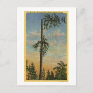 Carte Postale Traverser l'épinette géante sur 60 mètres. Voile