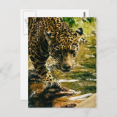 Carte Postale Traverser un ruisseau par un léopard (Devant / Derrière)