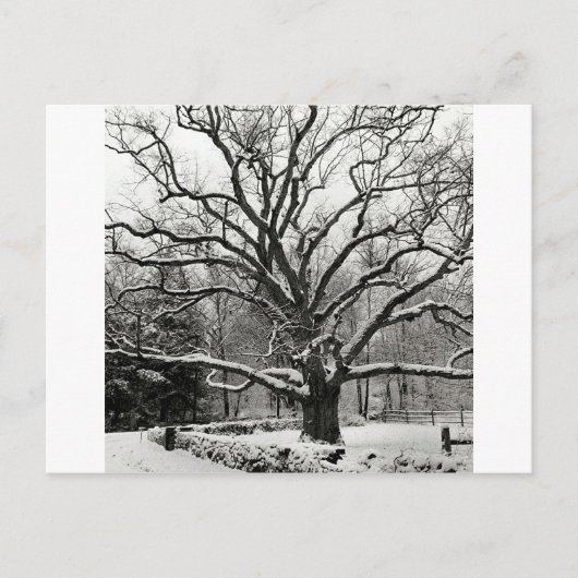 Carte Postale Tree Bedford Oak New York City (Devant)