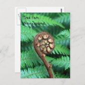 Carte Postale Tree Fern Nouvelle-Zélande (Devant / Derrière)